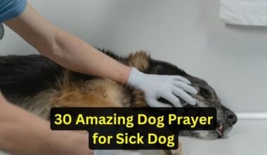 30 Amazing Dog Prayer for Sick Dog